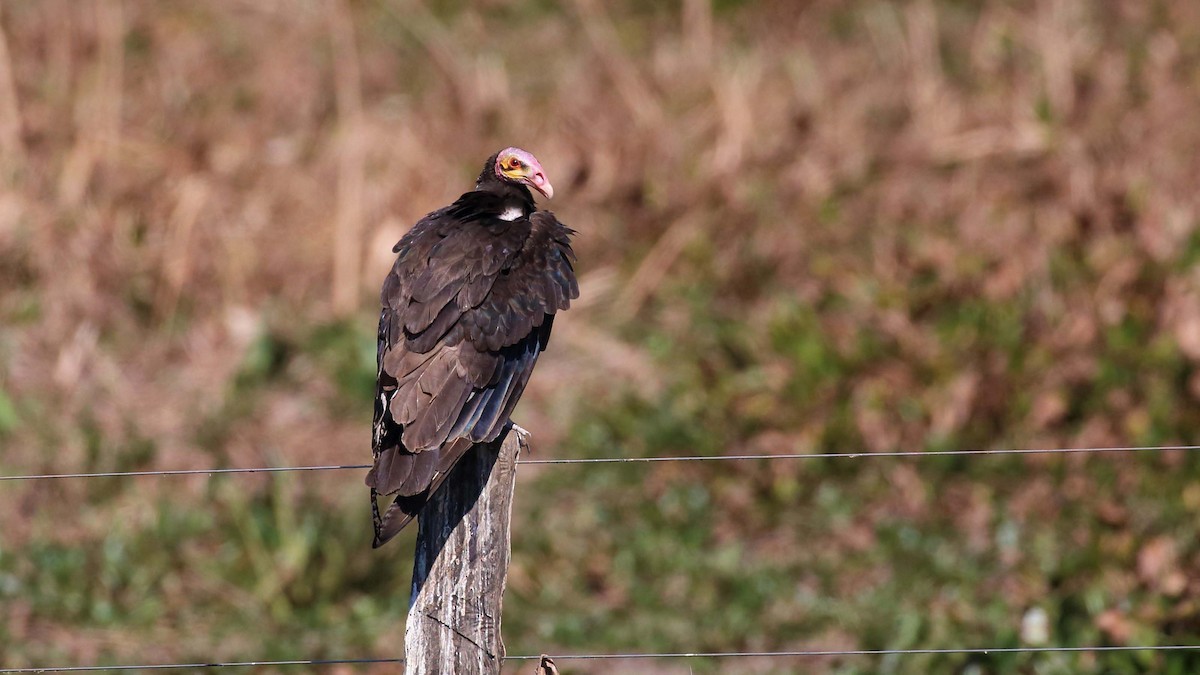 Lesser Yellow-headed Vulture - ML115172441