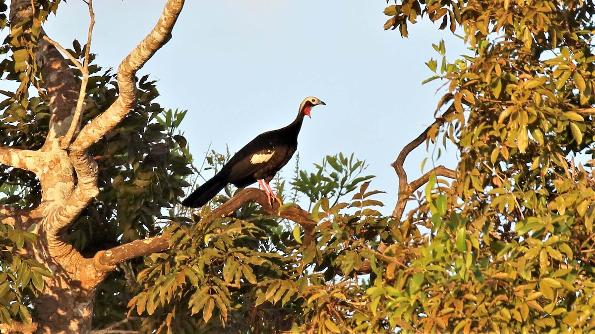 Red-throated Piping-Guan - Jose Luis Blázquez