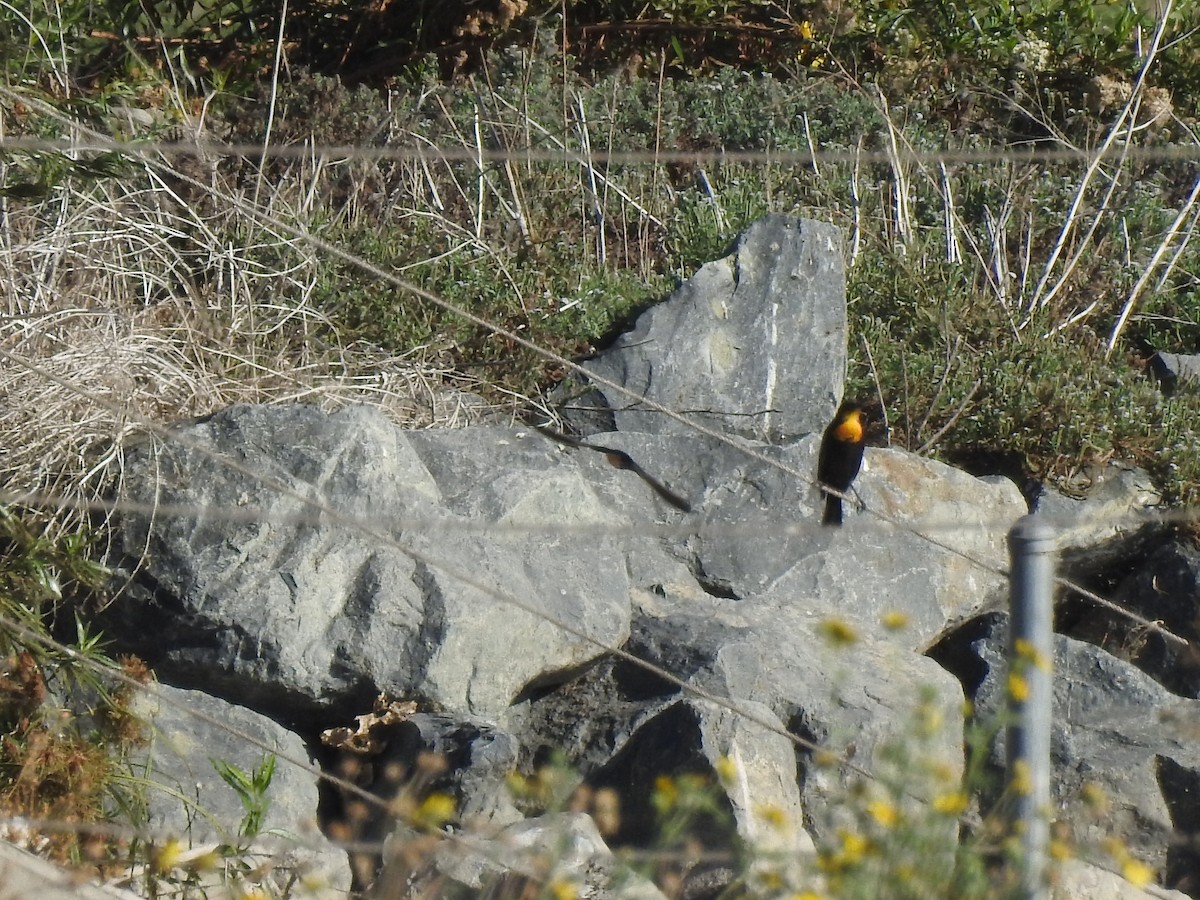 Yellow-headed Blackbird - ML115176321