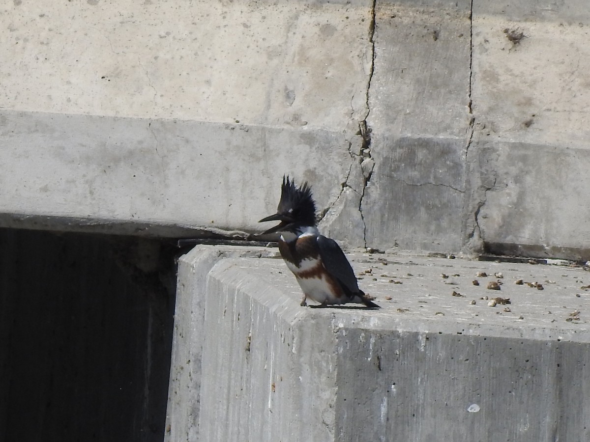Belted Kingfisher - ML115176471