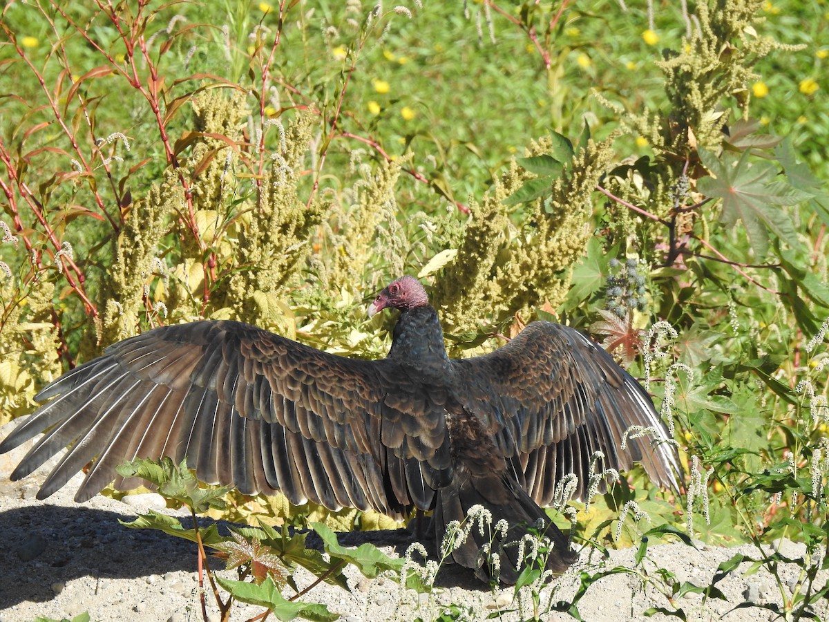 Turkey Vulture - Jonathan Nakai