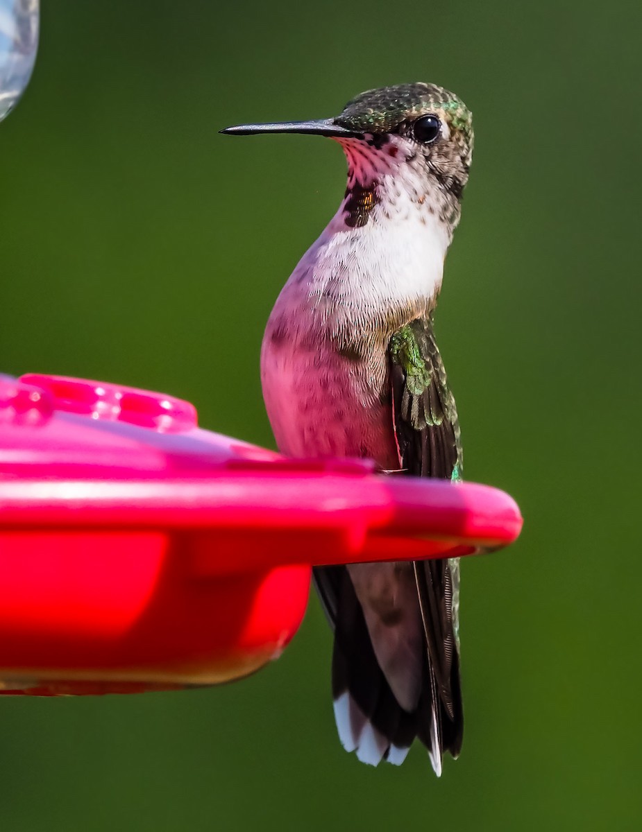 Ruby-throated Hummingbird - ML115178271