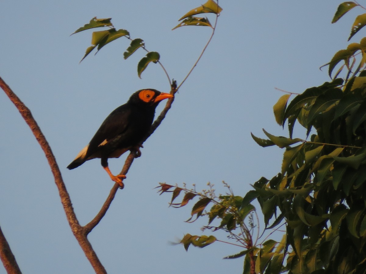 Yellow-faced Myna - Thomas Collins