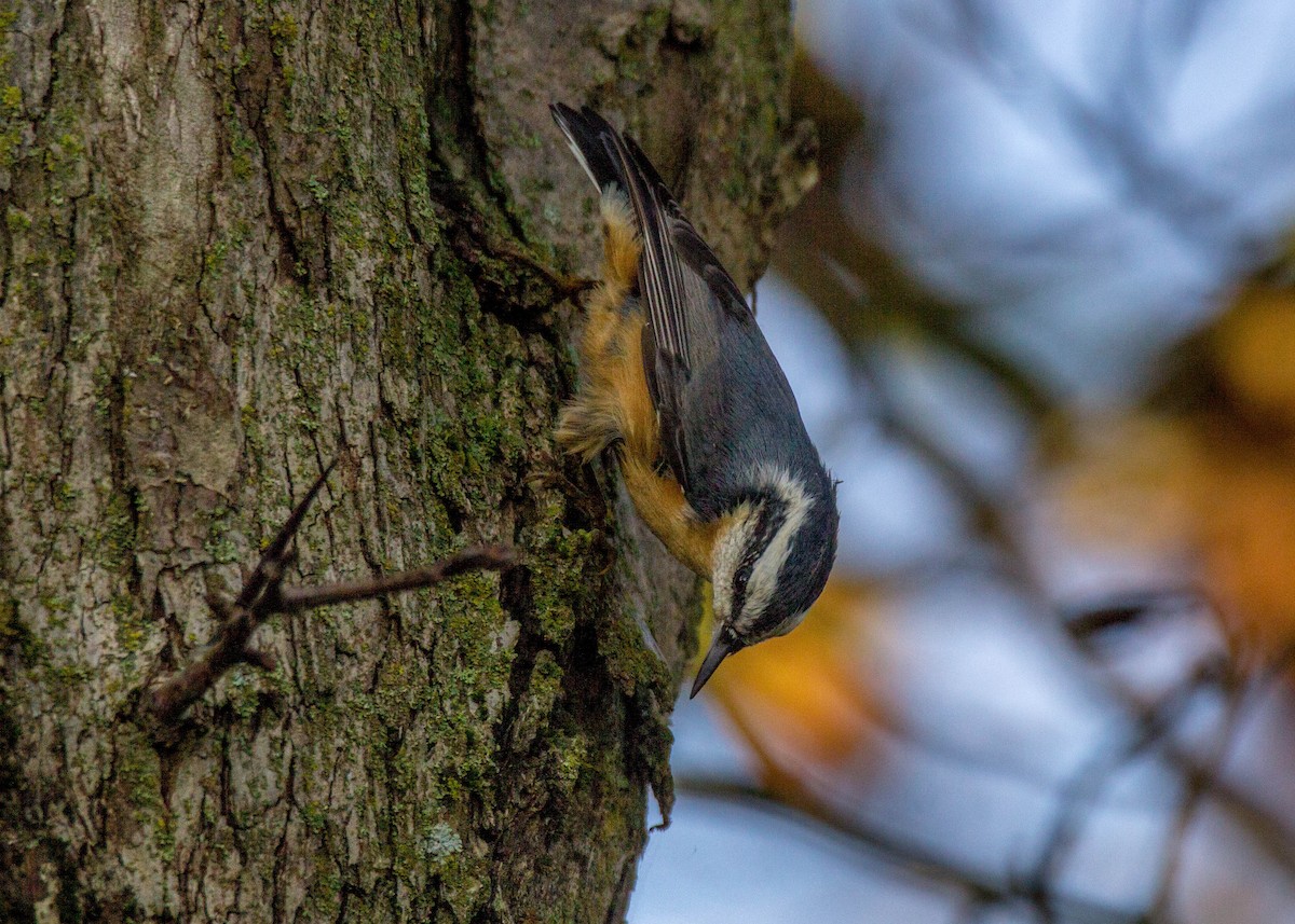 Red-breasted Nuthatch - Tom Lally