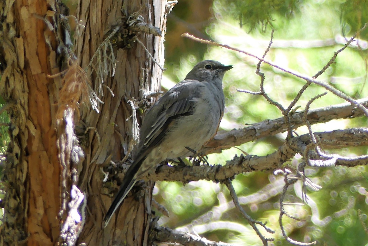 Townsend's Solitaire - ML115180281