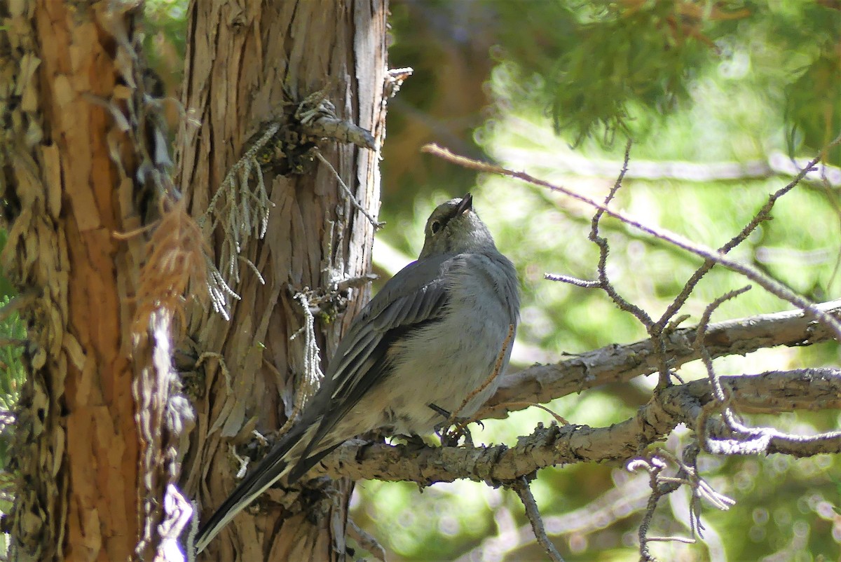 Townsend's Solitaire - ML115180331