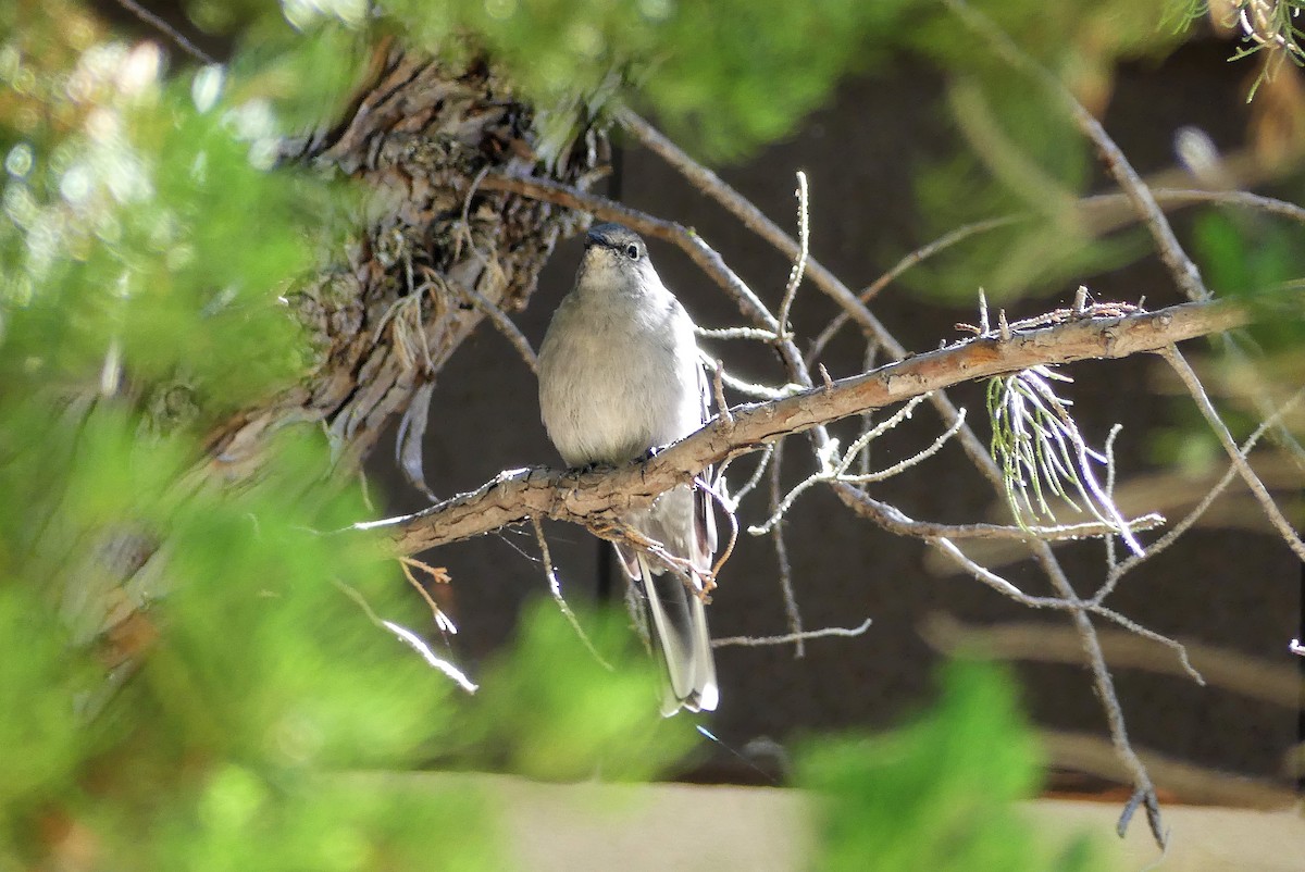 Townsend's Solitaire - ML115180341