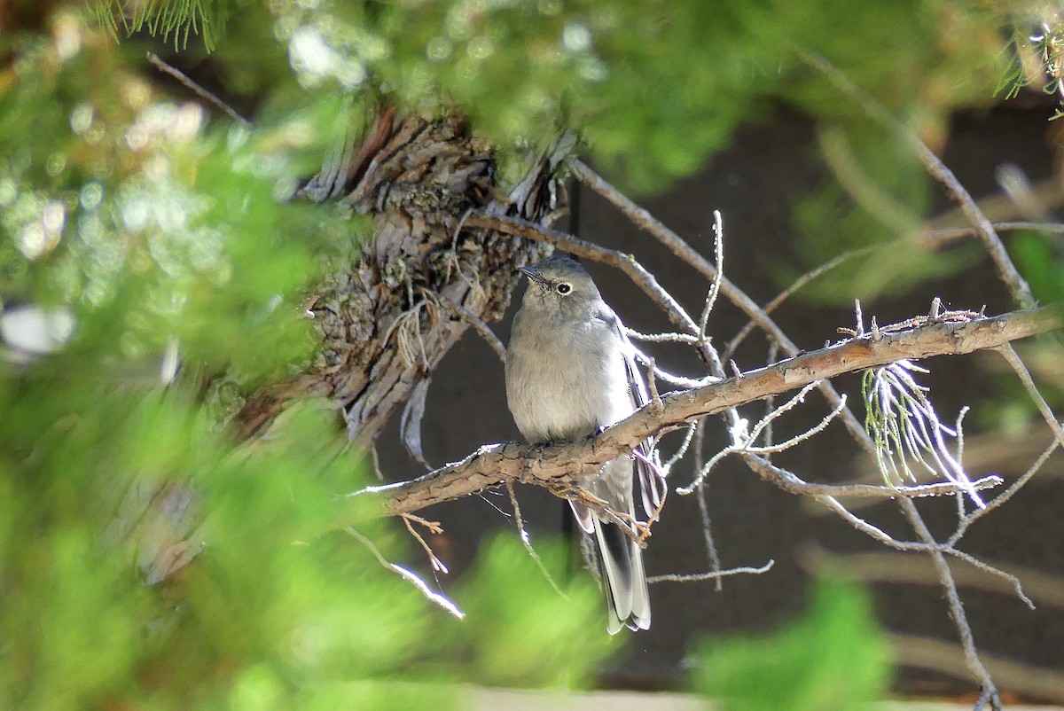 Townsend's Solitaire - ML115180351