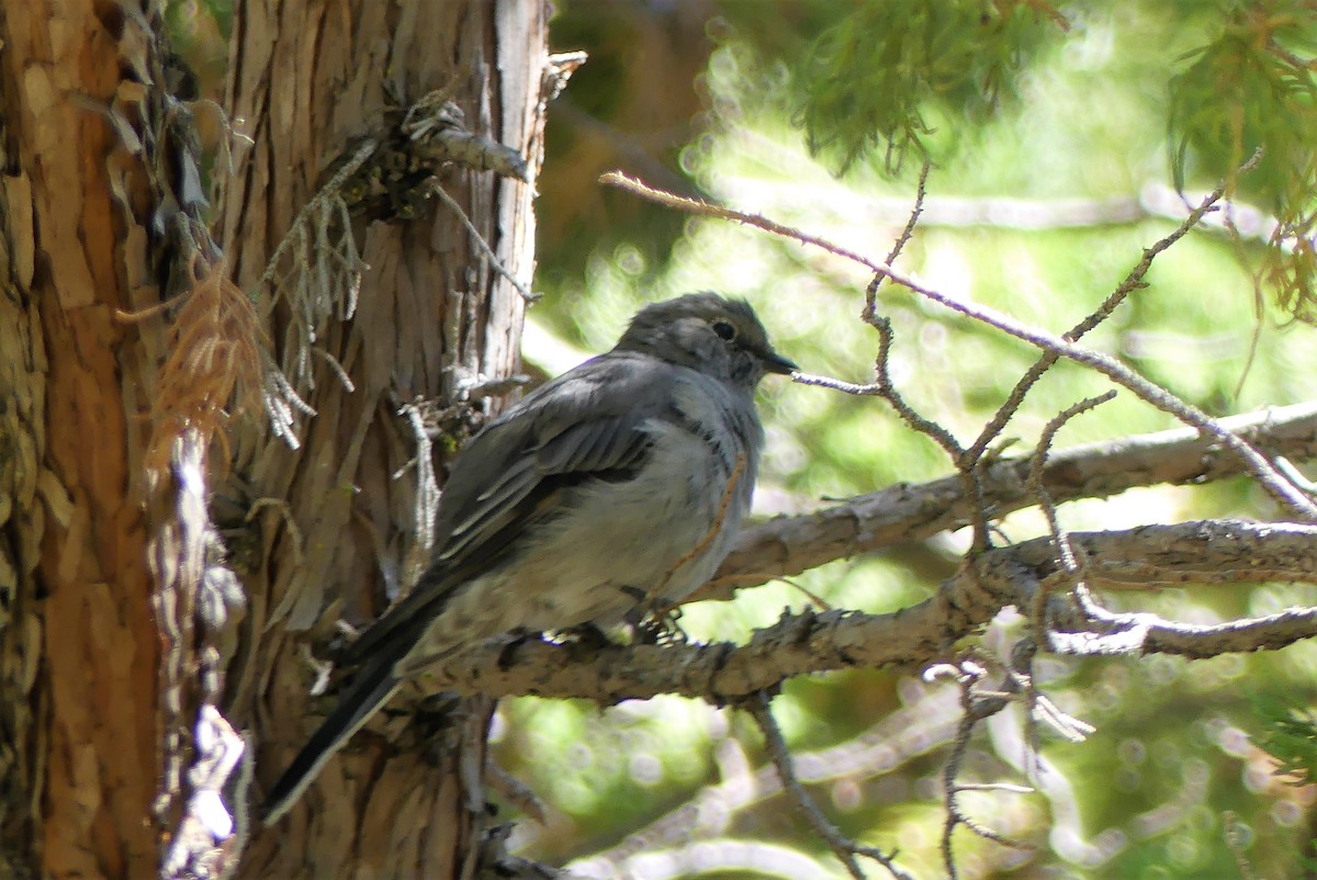 Townsend's Solitaire - ML115180371