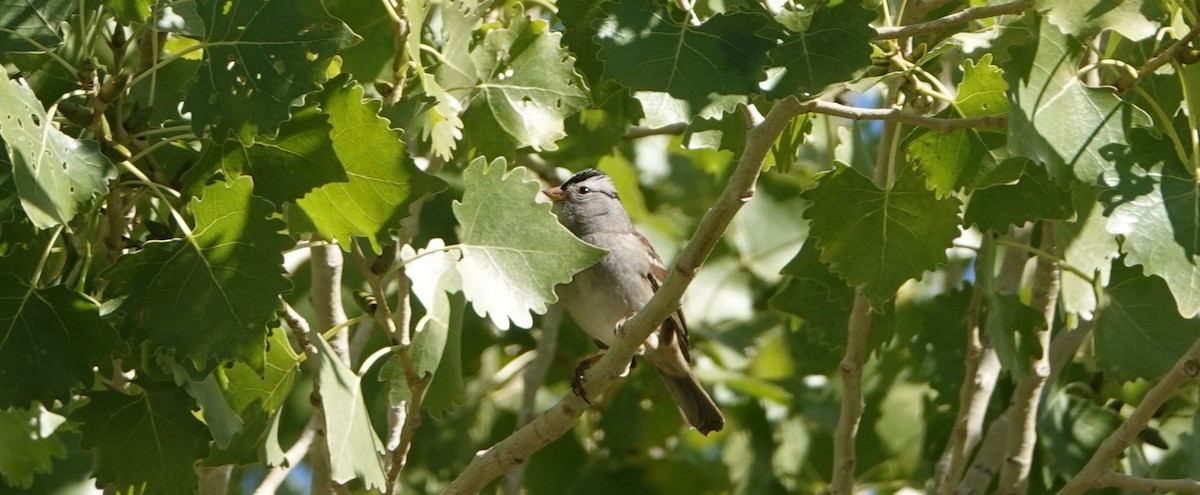 White-crowned Sparrow - ML115182181