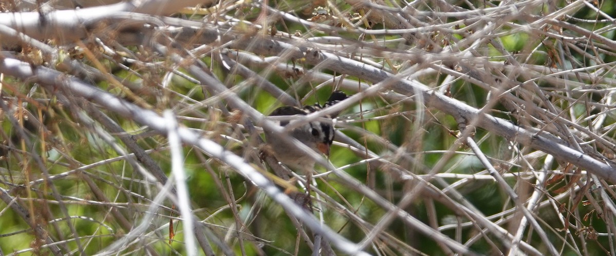 White-crowned Sparrow - ML115182211