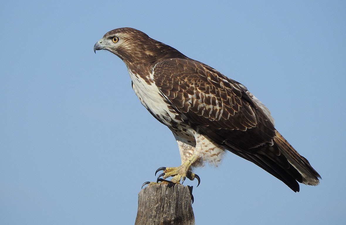 Red-tailed Hawk - Ad Konings