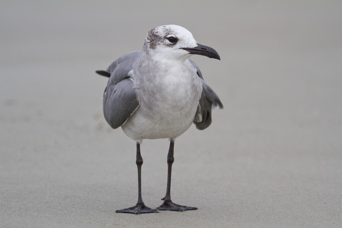 Laughing Gull - Liam Wolff