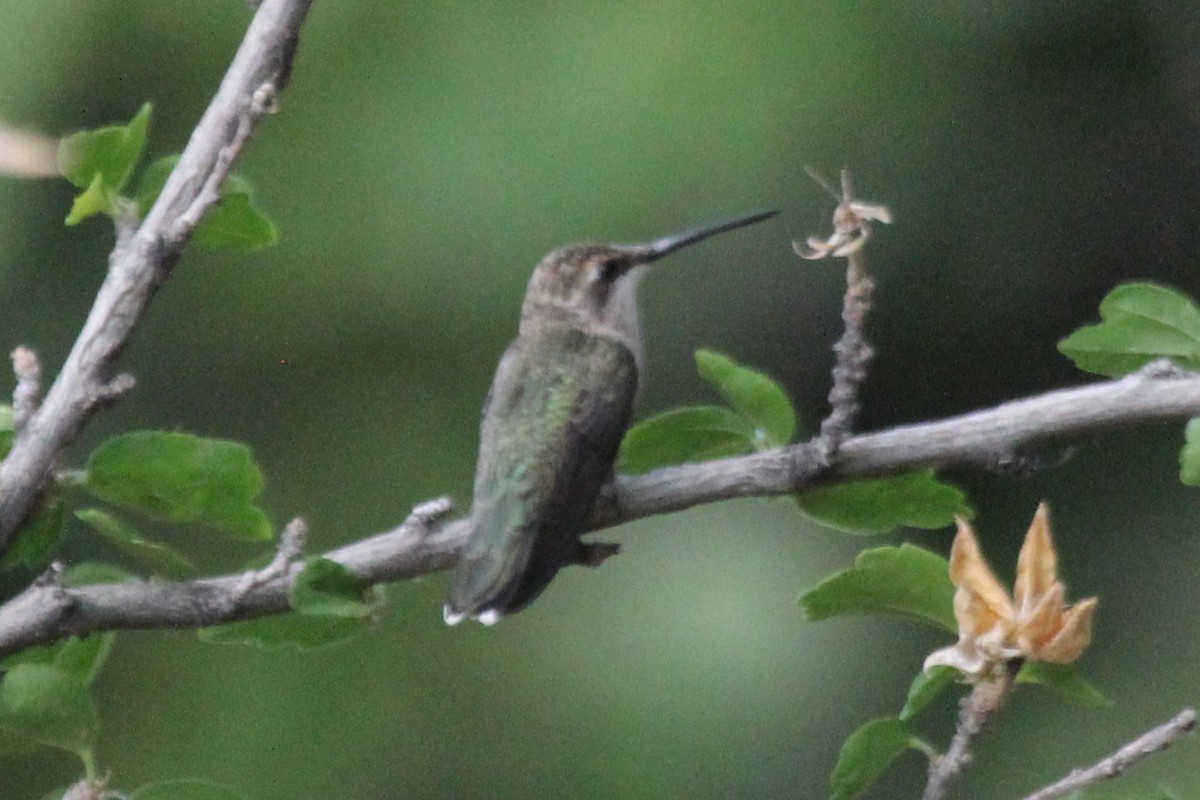 Black-chinned Hummingbird - Kenny Frisch