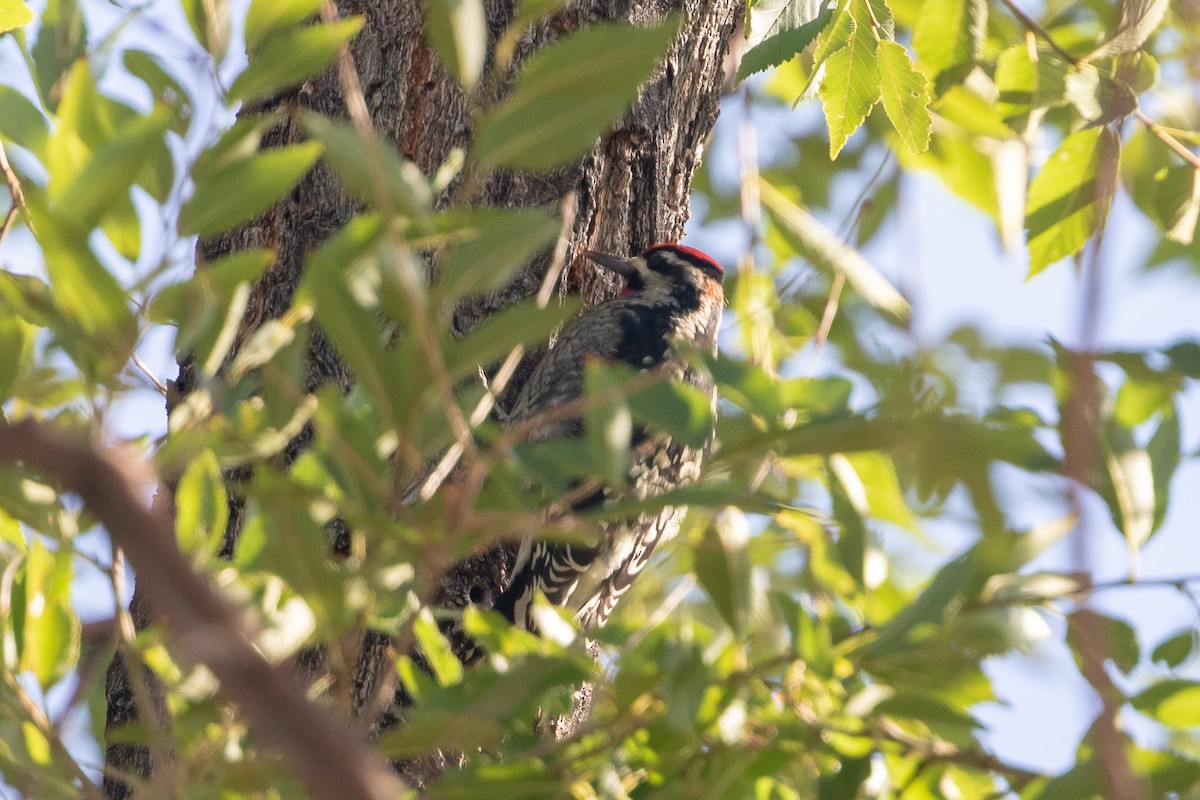 Red-naped Sapsucker - Cory Gregory