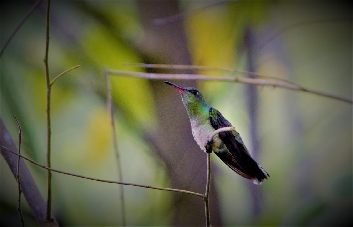 Mangrove Hummingbird - Rodolfo Dodero
