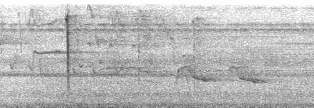 Colibri avocette - ML115199