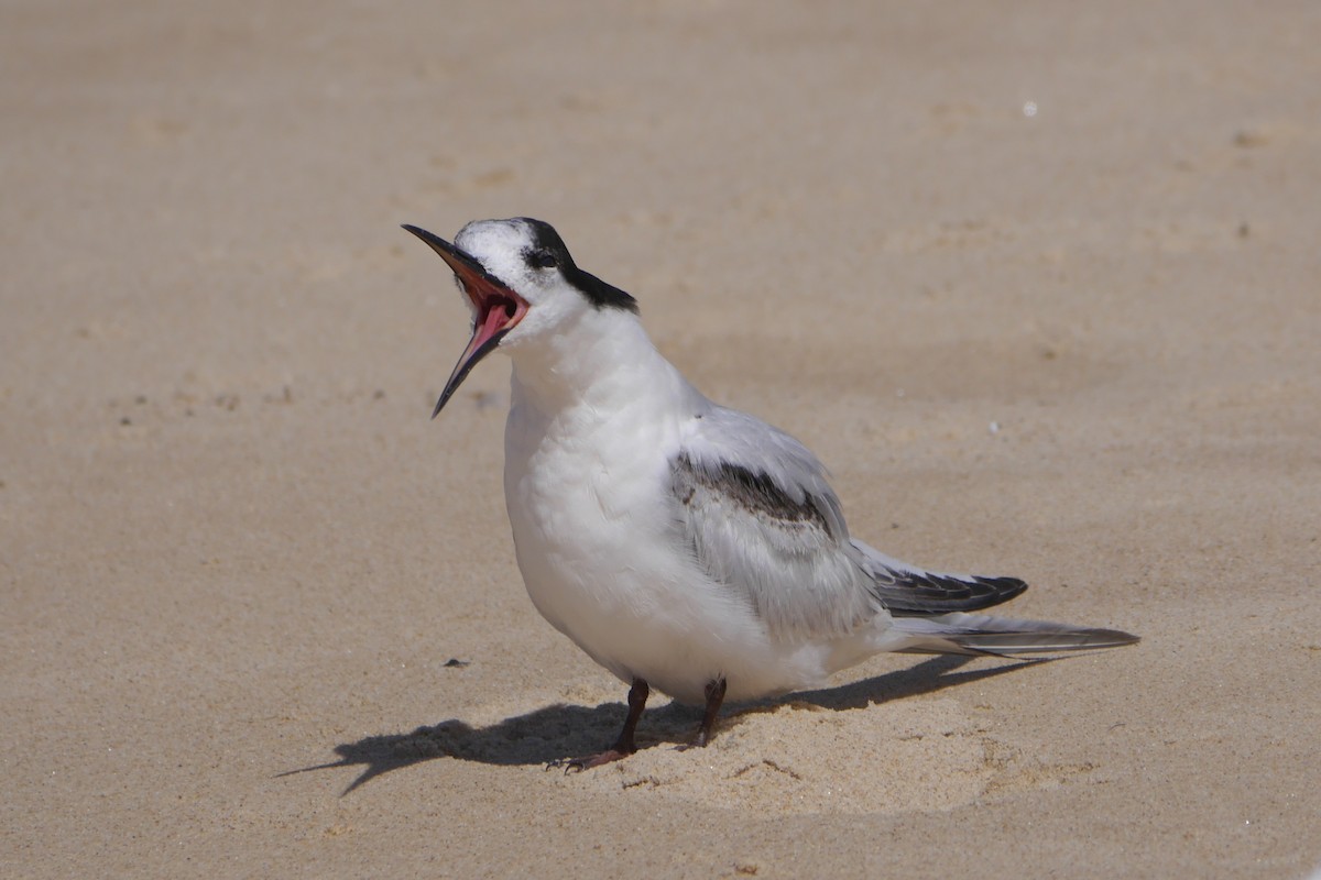 White-fronted Tern - Jenny Stiles