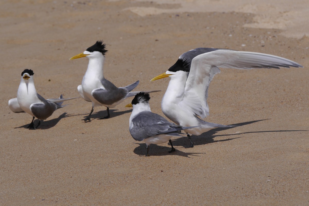 Great Crested Tern - Jenny Stiles