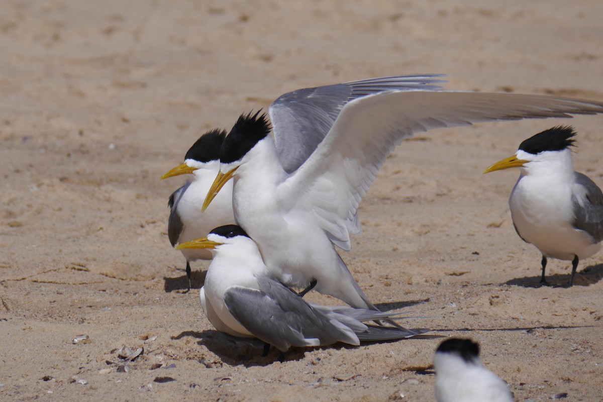 Great Crested Tern - Jenny Stiles