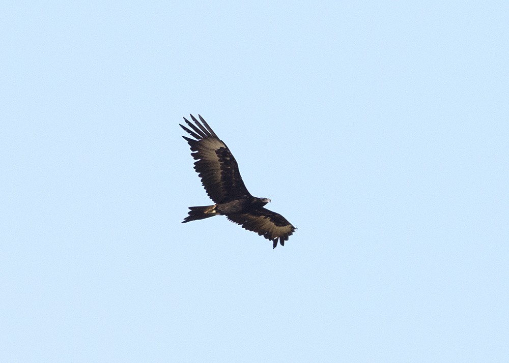 Wedge-tailed Eagle - Stephen Murray