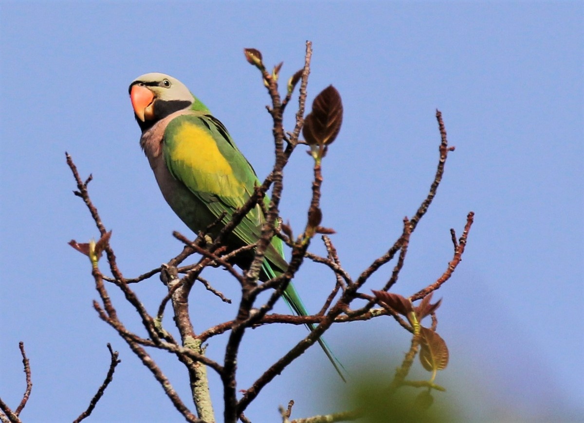 Red-breasted Parakeet - Steven Cheong