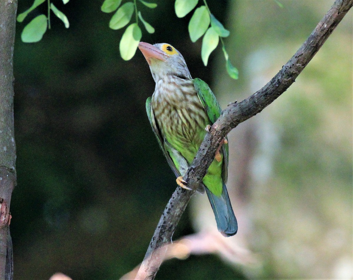 Lineated Barbet - Steven Cheong