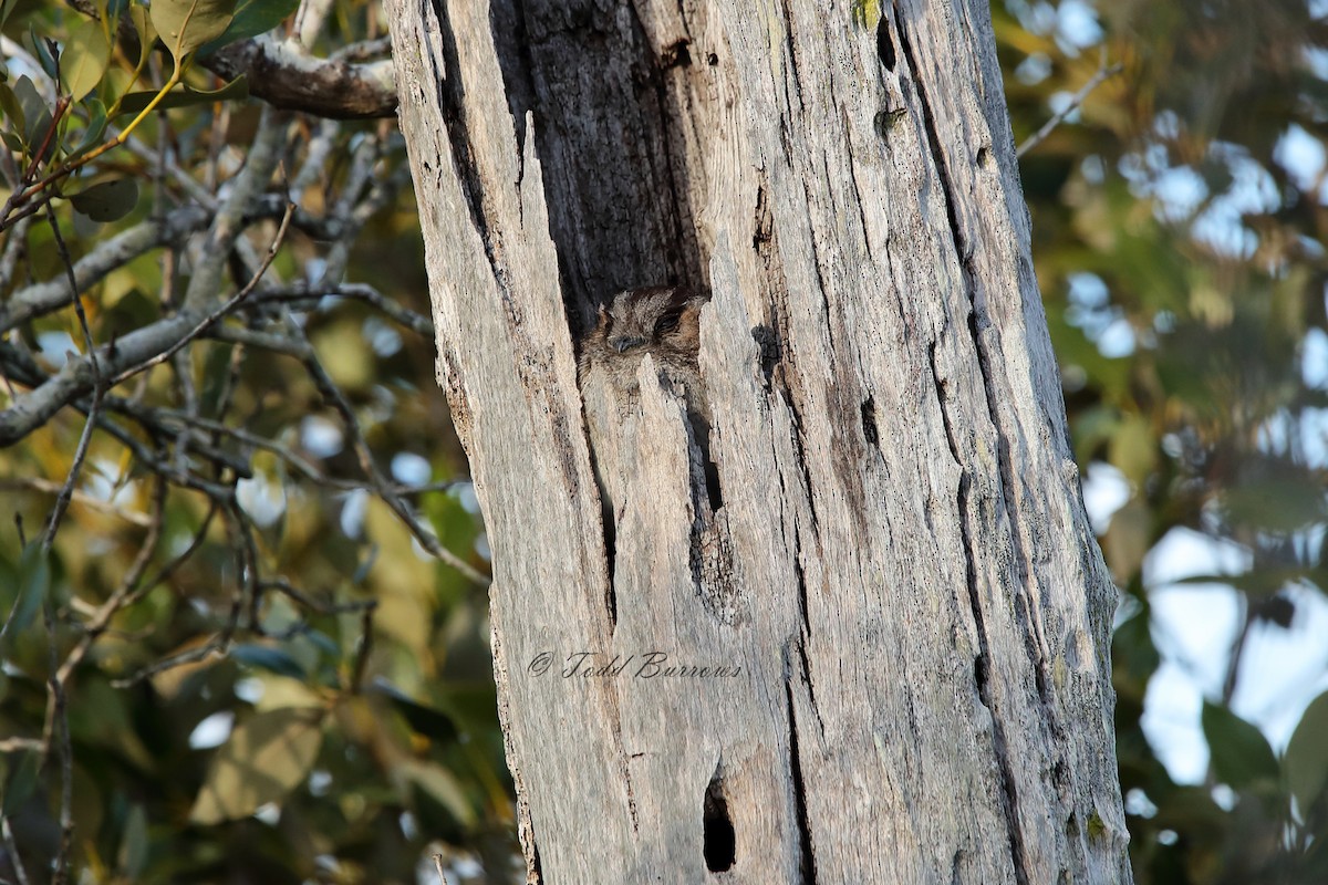Australian Owlet-nightjar - Todd Burrows