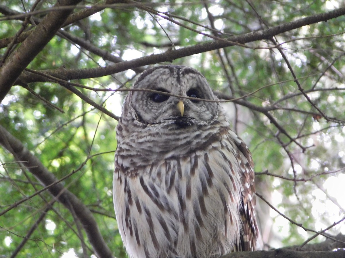 Barred Owl - ML115209381
