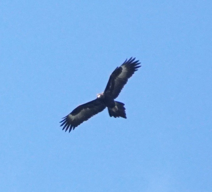Wedge-tailed Eagle - ML115209971