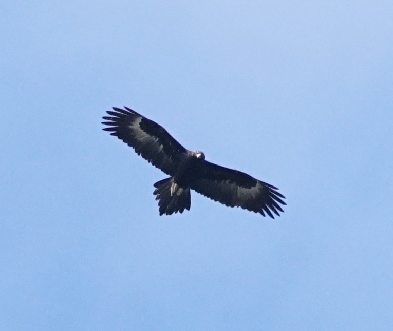 Wedge-tailed Eagle - ML115209981