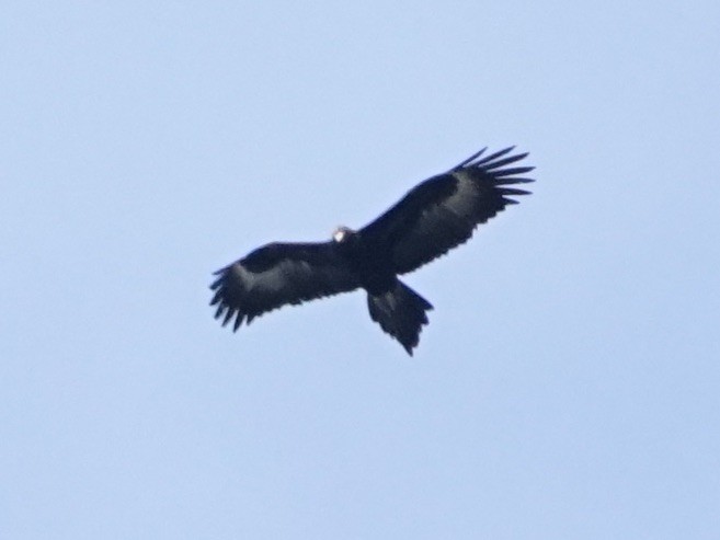 Wedge-tailed Eagle - ML115209991