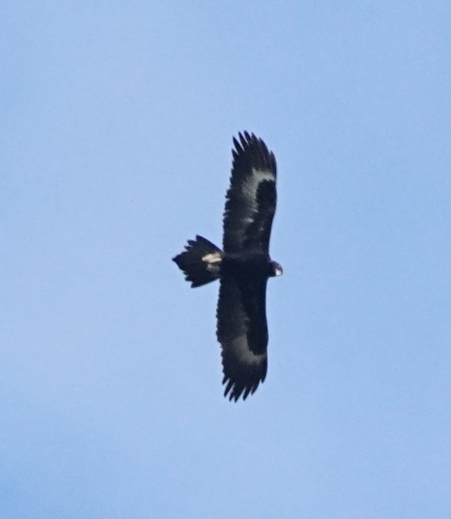 Wedge-tailed Eagle - ML115210001