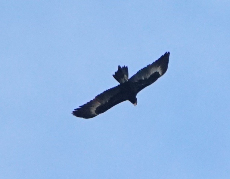 Wedge-tailed Eagle - Ian Kerr