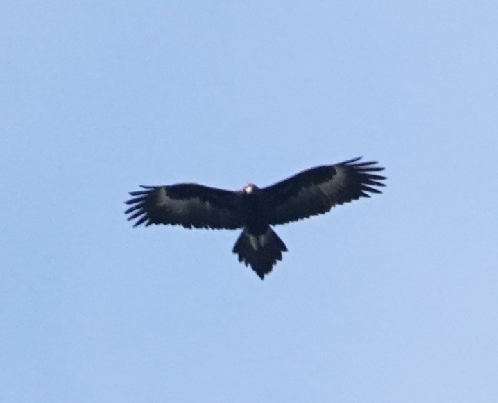 Wedge-tailed Eagle - ML115210021