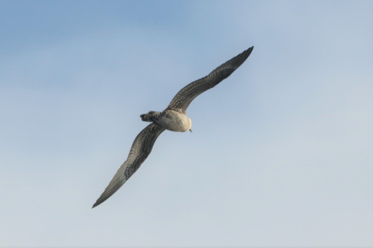 Long-tailed Jaeger - ML115210961