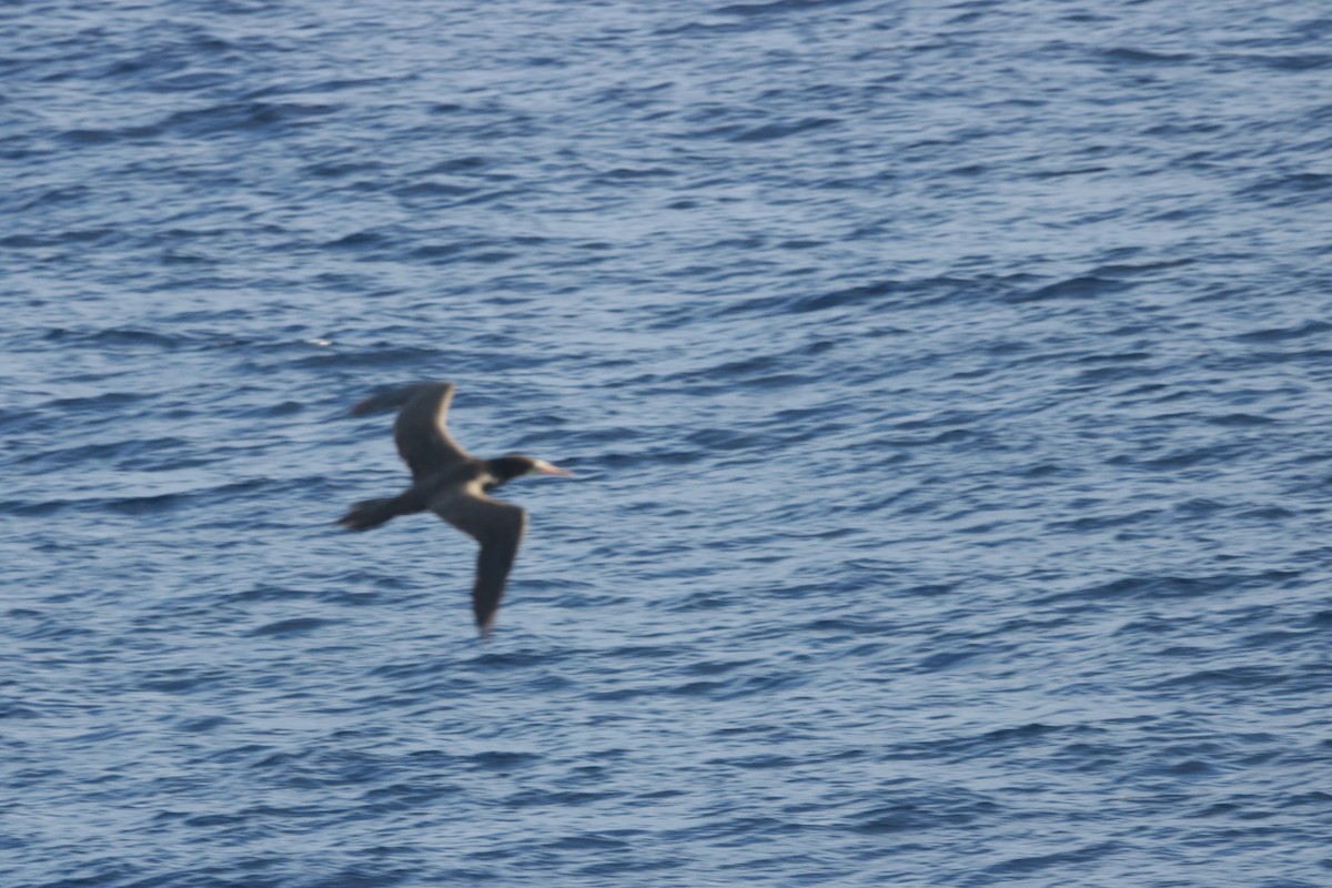 Brown Booby - ML115211341