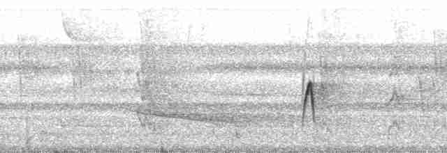 Moucherolle noirâtre - ML115212