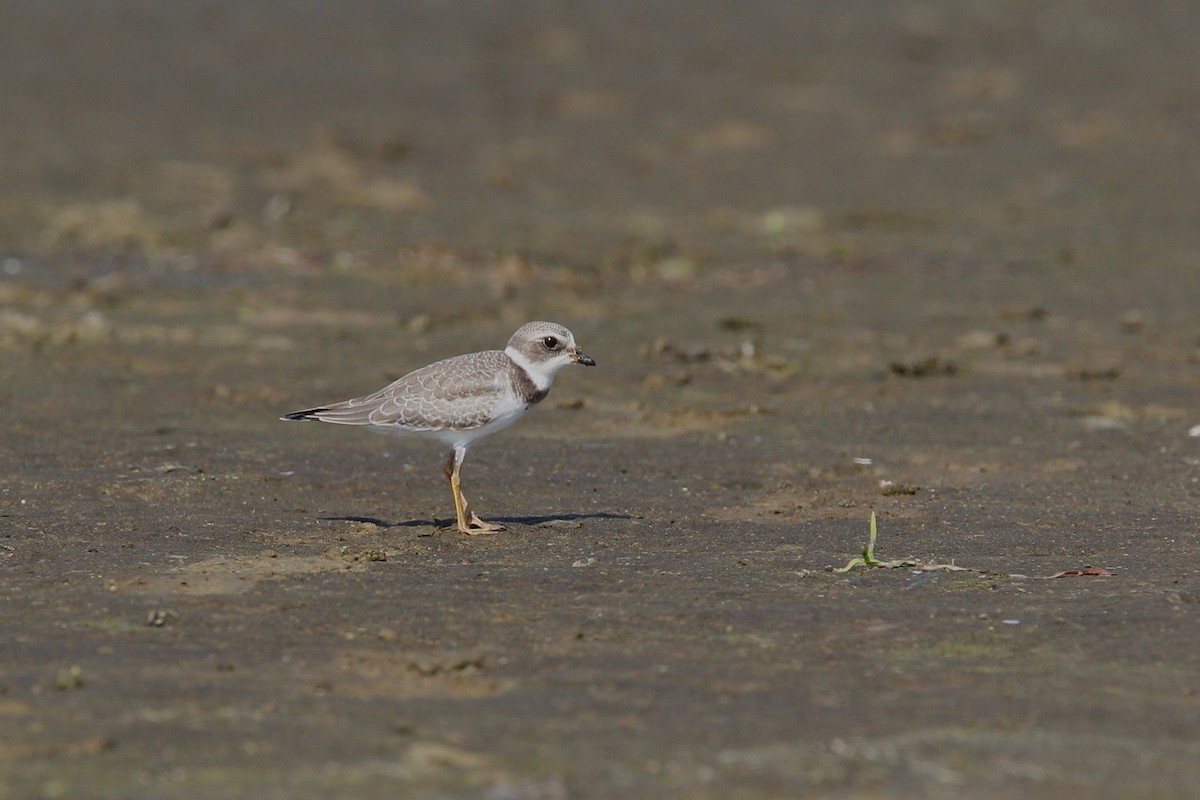 Semipalmated Plover - ML115214941