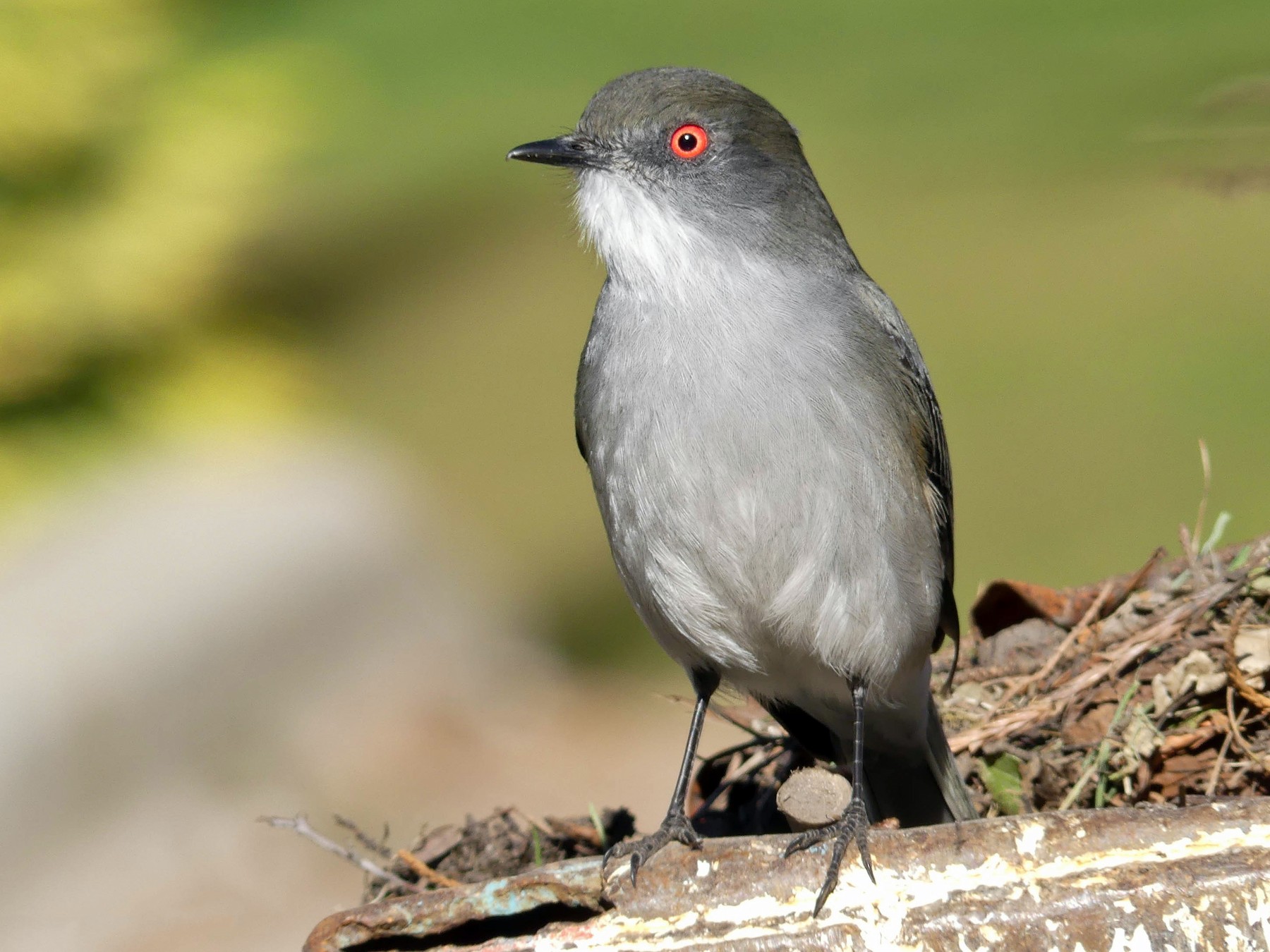 Fire-eyed Diucon - eBird