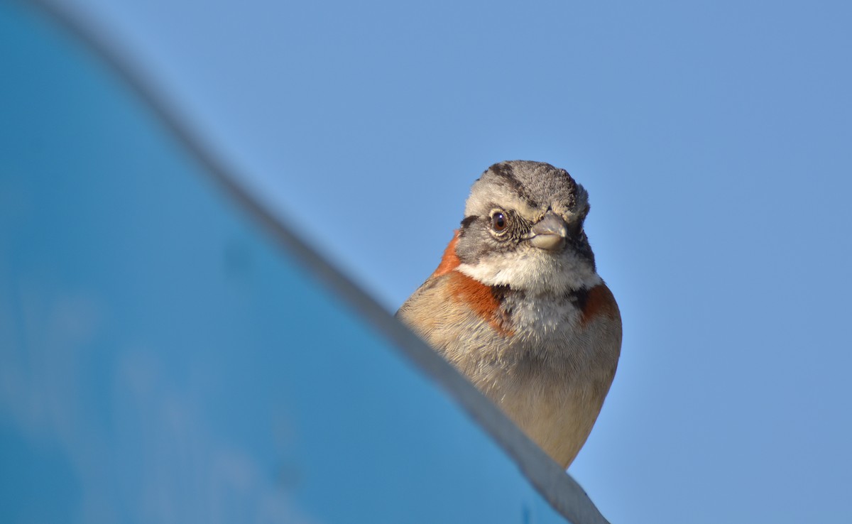 Rufous-collared Sparrow - ML115219211