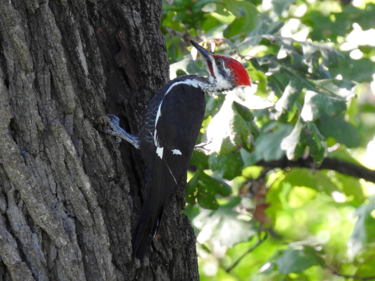 Pileated Woodpecker - Joey Magerl