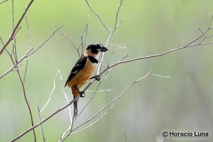 Rusty-collared Seedeater - ML115223191