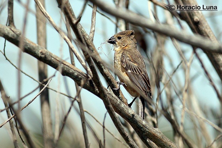 Rusty-collared Seedeater - ML115223201
