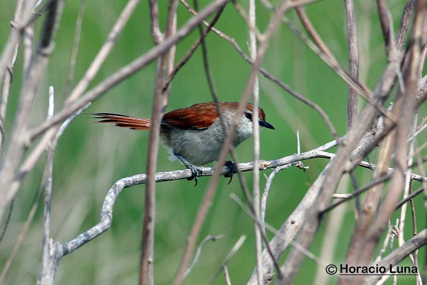Yellow-chinned Spinetail - ML115223241