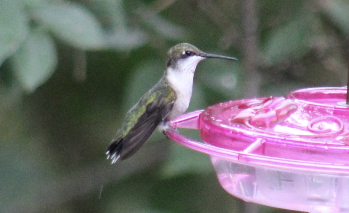 Ruby-throated Hummingbird - ML115224271