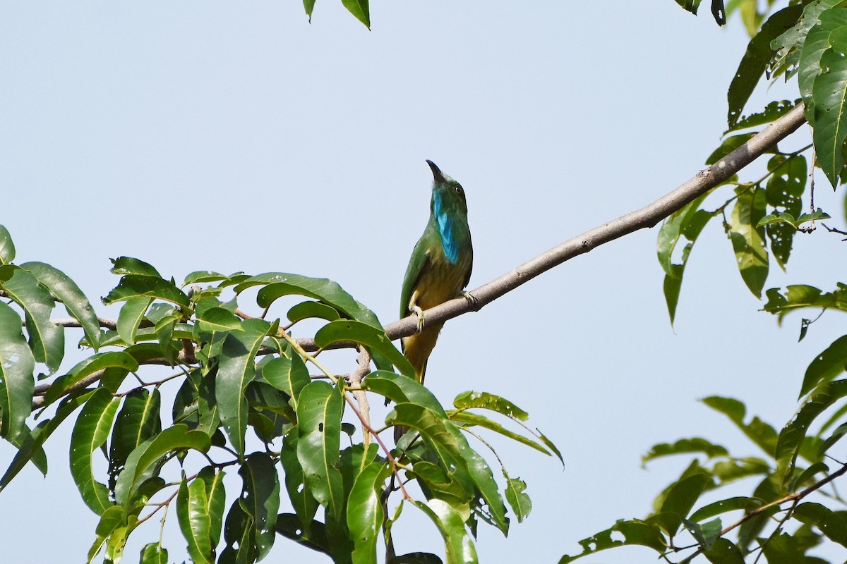 Blue-bearded Bee-eater - Rajesh Radhakrishnan