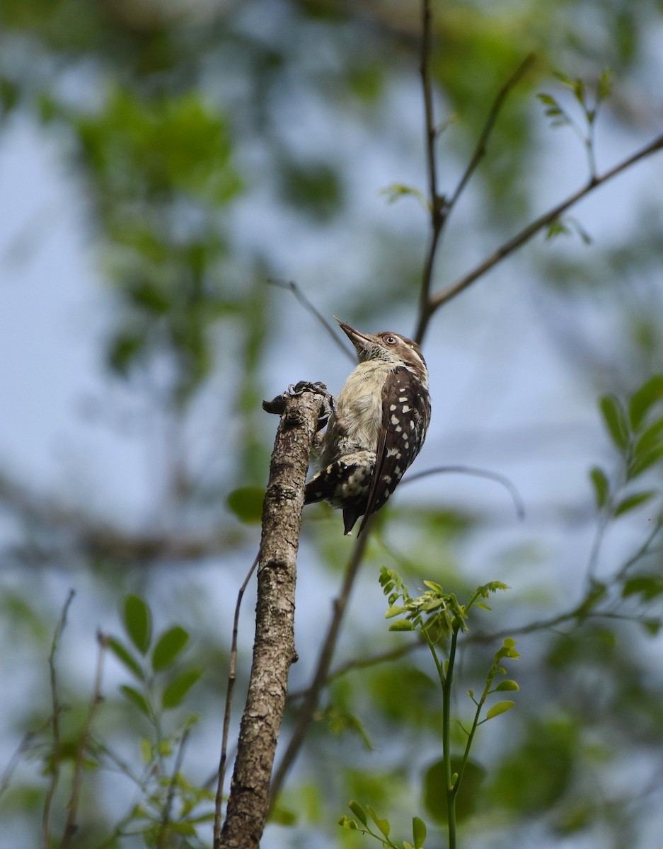 Brown-capped Pygmy Woodpecker - Rajesh Radhakrishnan