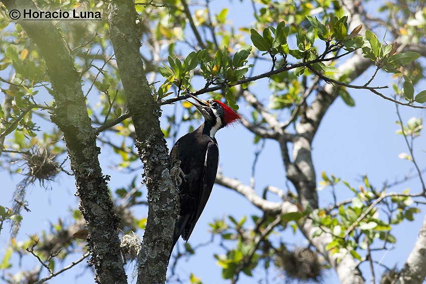 Black-bodied Woodpecker - ML115227251