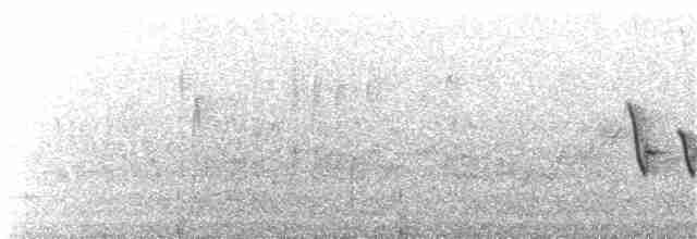 Тауї плямистий - ML115234191